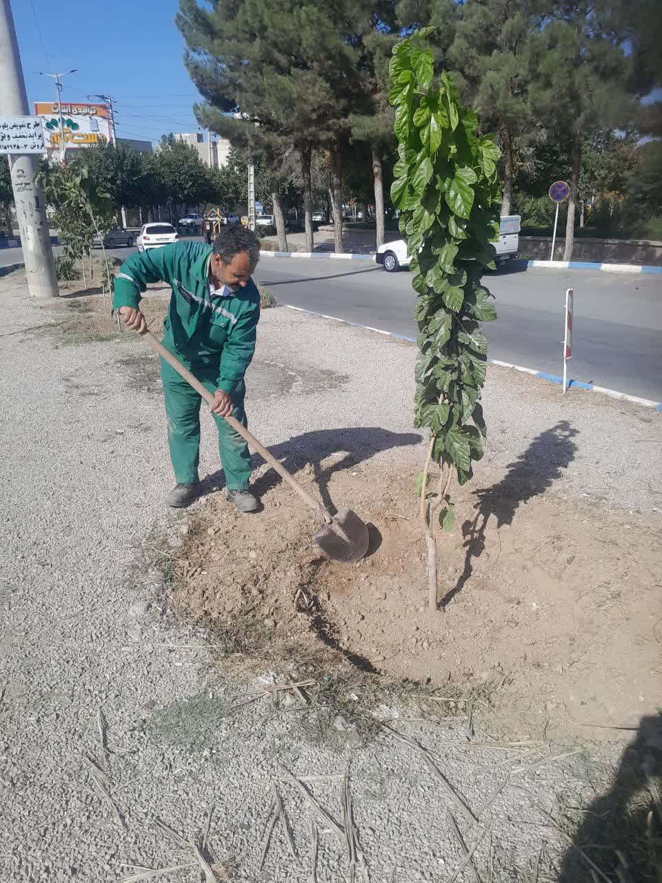 آغاز عملیات اصلاح آبخور درختان حاشیه معابر شهر